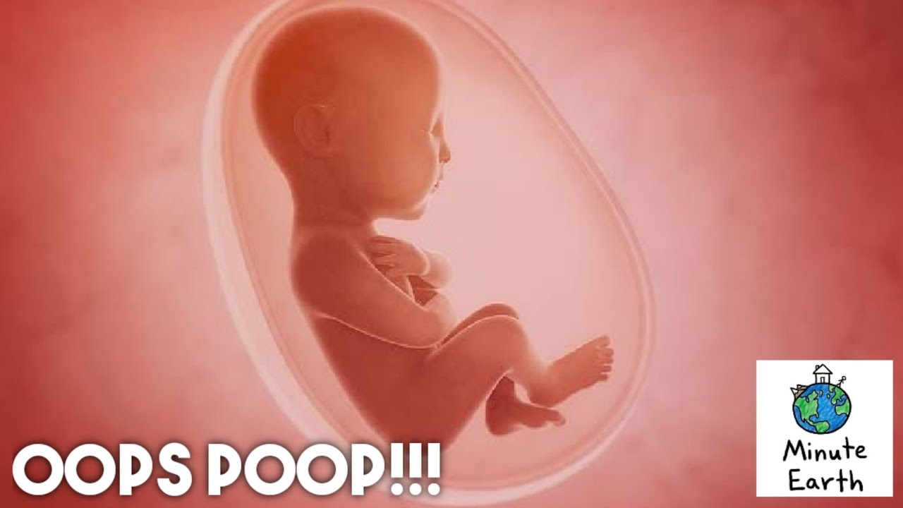 Do Fetus Poop??? || Minute Earth with Henry Reich
