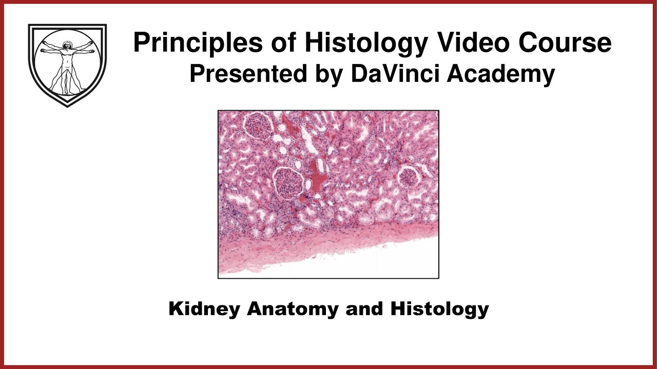 Kidney Anatomy and Histology [Urinary Histology Part 1 of 4]