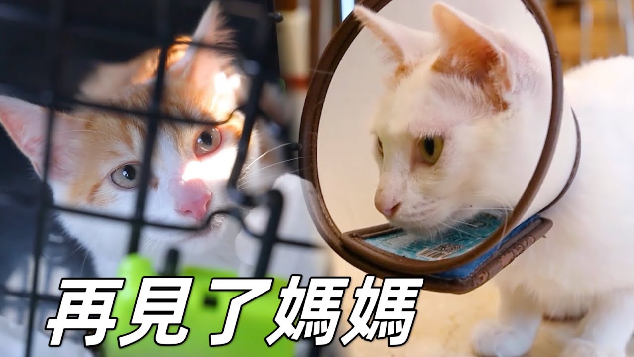 得知小貓將被送走，母貓不捨揮淚告別，看了讓人好心酸｜李喜猫