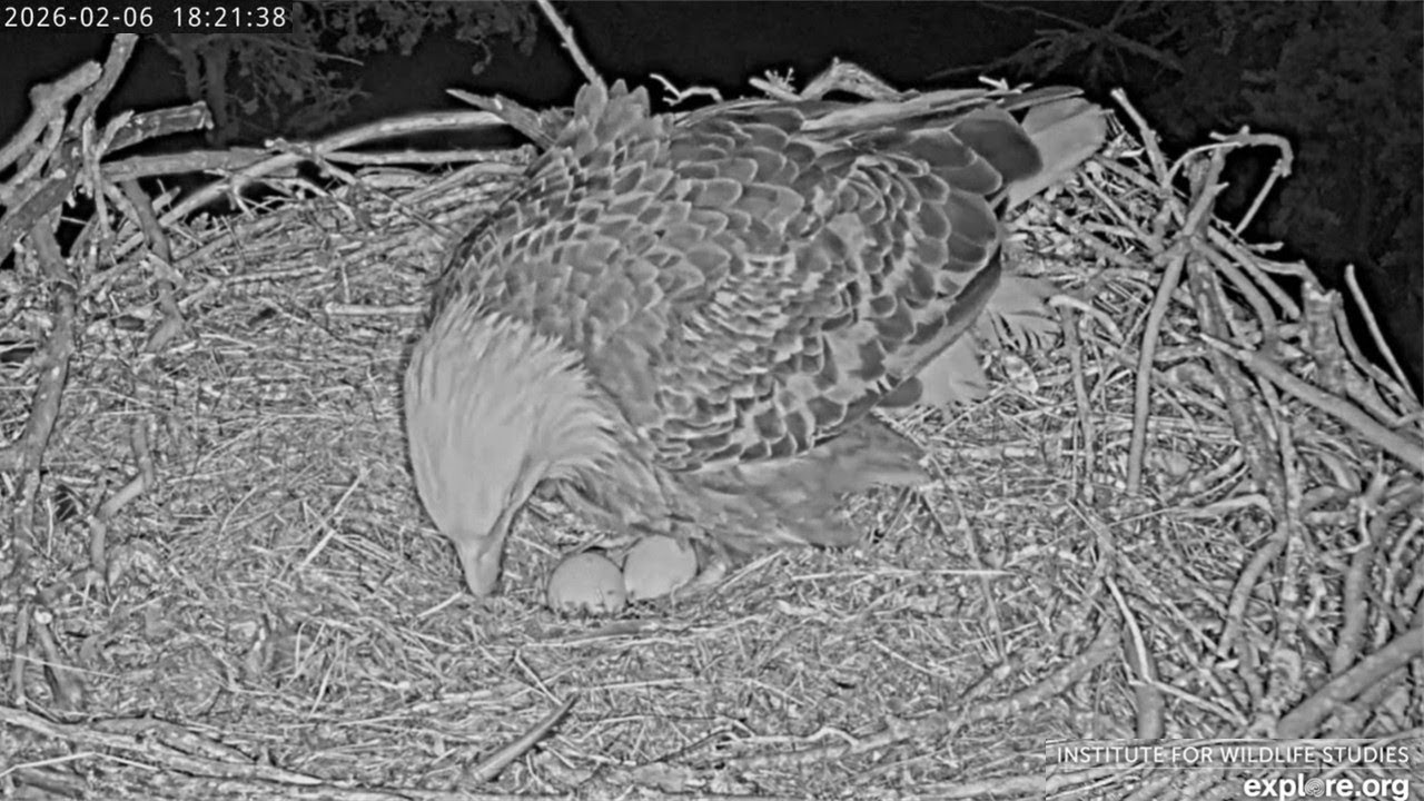 Sauces Canyon Eagles🦅 Audacity Lays Egg #3🥚 Back to 2 Eggs After One Broke👏 2026 explore.org | Feb 6