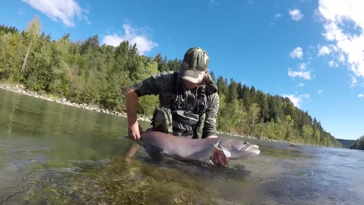 Huchen Hucho fishing 2022