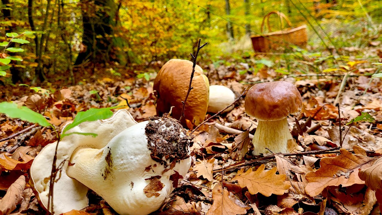 &Uuml;berall fette Steinpilze im Laubwald! / Pilze sammeln im Oktober