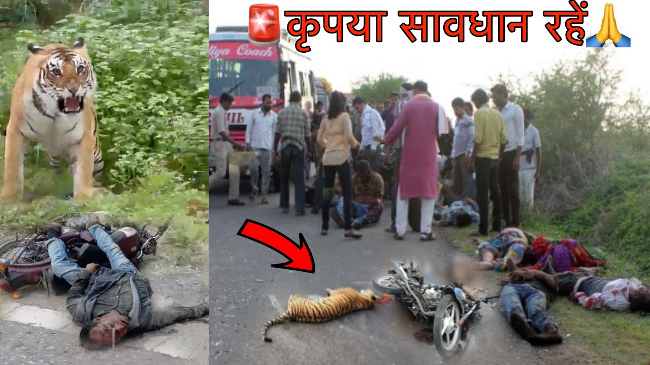 Alert🚨Drive slowly in wildlife sanctuaries🙏 Tiger Attack in Bike Man Bandhavgarh Tiger Reserve Vlog