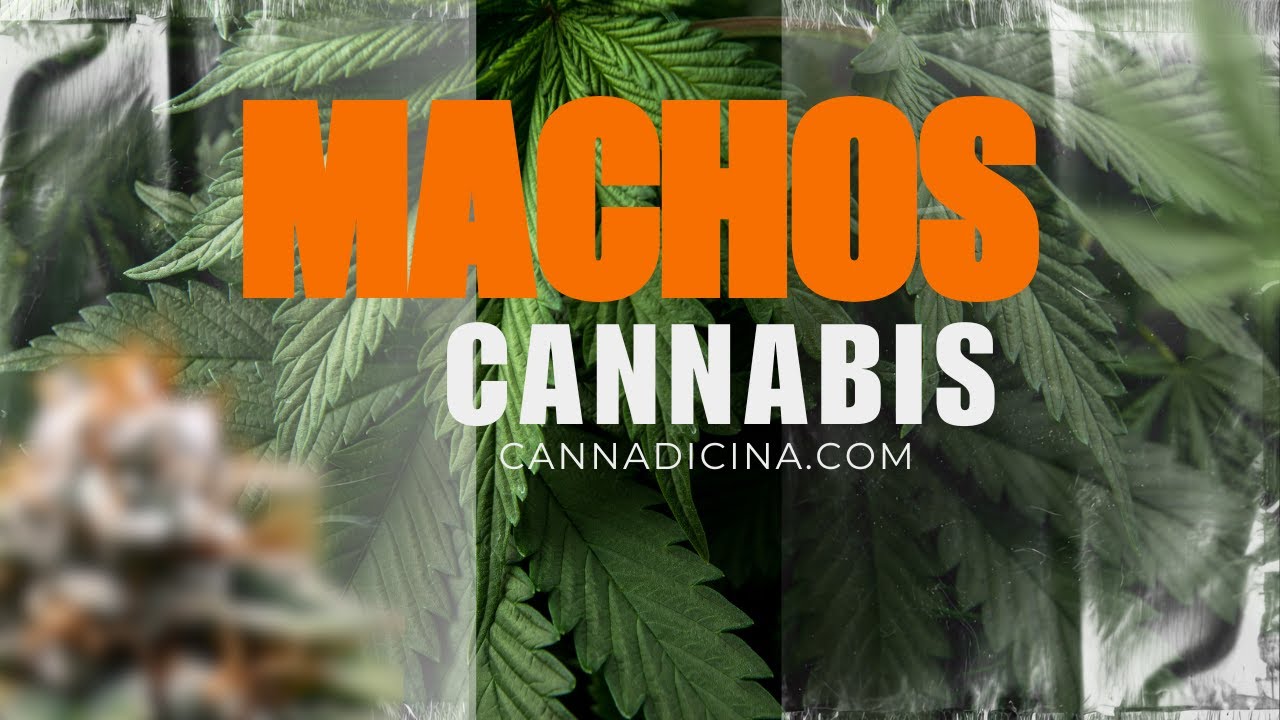 Identificando Machos Cannabis｜CANNADICINA.COM