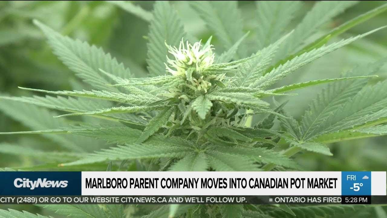 Marlboro parent company enters Canadian pot market