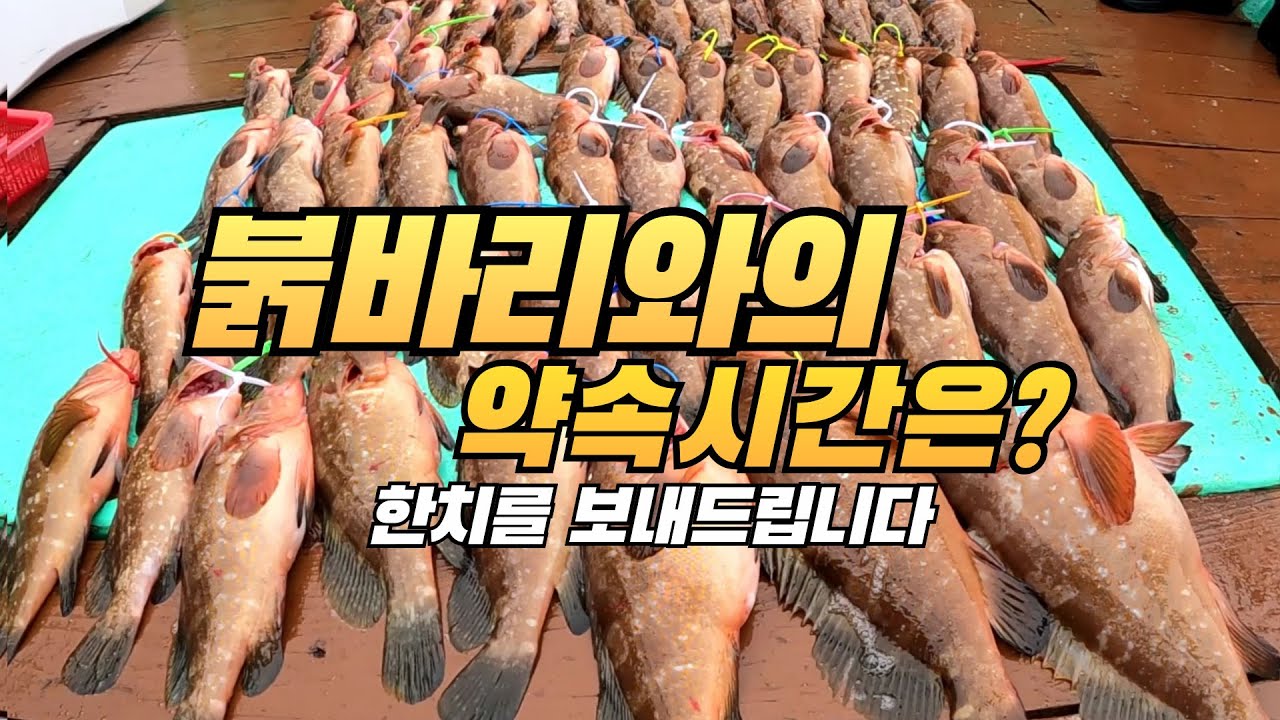 붉바리와의 약속 시간은? 고흥 녹동항에 붉바리 외수질 낚시를 다녀왔습니다 약속 시간을 맞추신 구독자님께 상품으로 한치 7마리를 보내드리겠습니다 붉바리 민어 농어 외수질낚시