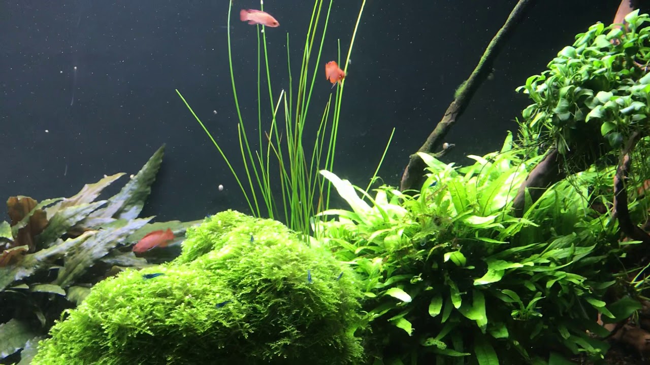 Dario Dario / Scarlet Badis live food requirements