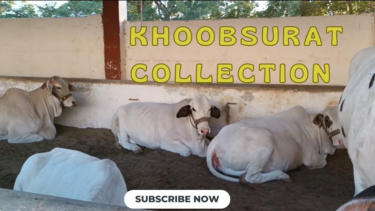 @Cow_Station_Farm ki khoobsurat Collection MashAllah ❤️ #bull #farming #cow #cattleupdate #vlog