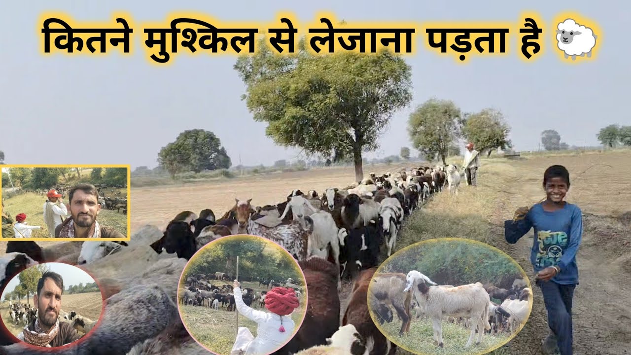 मुश्किल रास्ते से गुजरना पड़ा, भेड़ों को पानी पिलाने के लिए!, muskil Se guruna pada,#vijaydewasi02