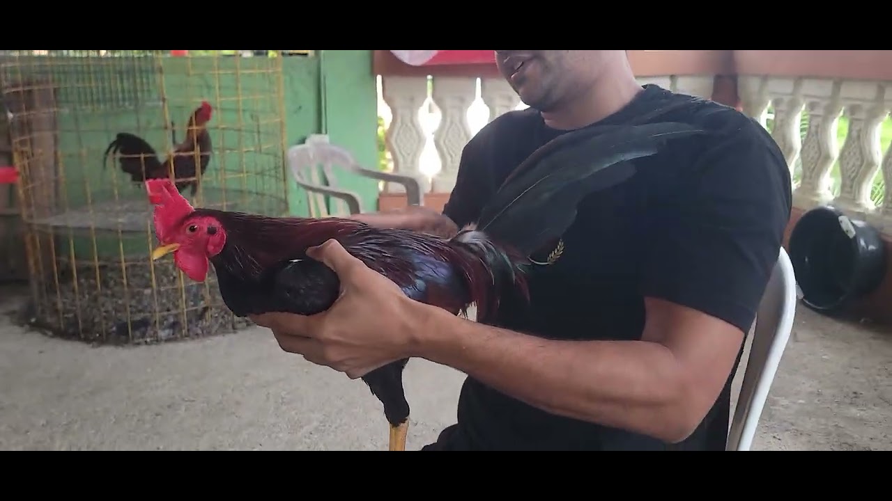 GRACIAS A LOS BONAO. POR ESTE GALLO DE SAMUEL CARDONA. SEGUIMOS.