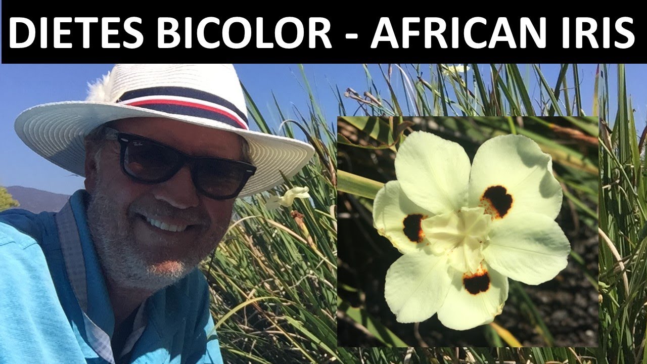 All about our African Iris - Dietes bicolor