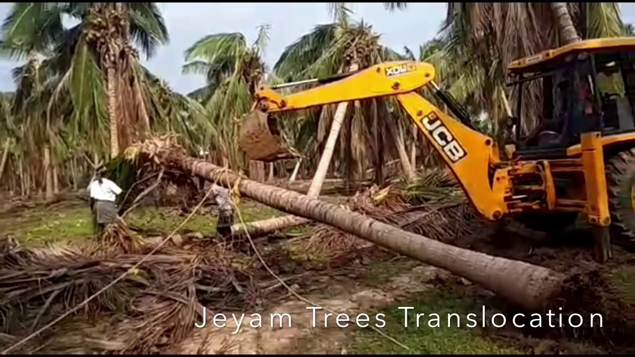 Replant Cyclone Uprooted coconut Trees/கஜா புயலில் விழுந்த தென்னை மரங்களுக்கு மறு வாழ்வு.