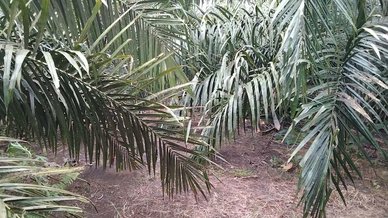 MUNGKIN BISA JADI PELAJARAN!! KONDISI REAL DXP 239 DENGAN JARAK TANAM 9m x 9m