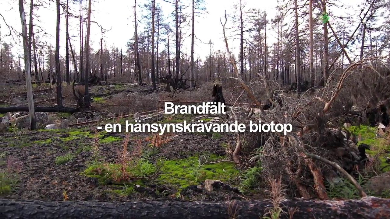 Miljöhänsyn: Brandfält  en hänsynskrävande biotop (15)