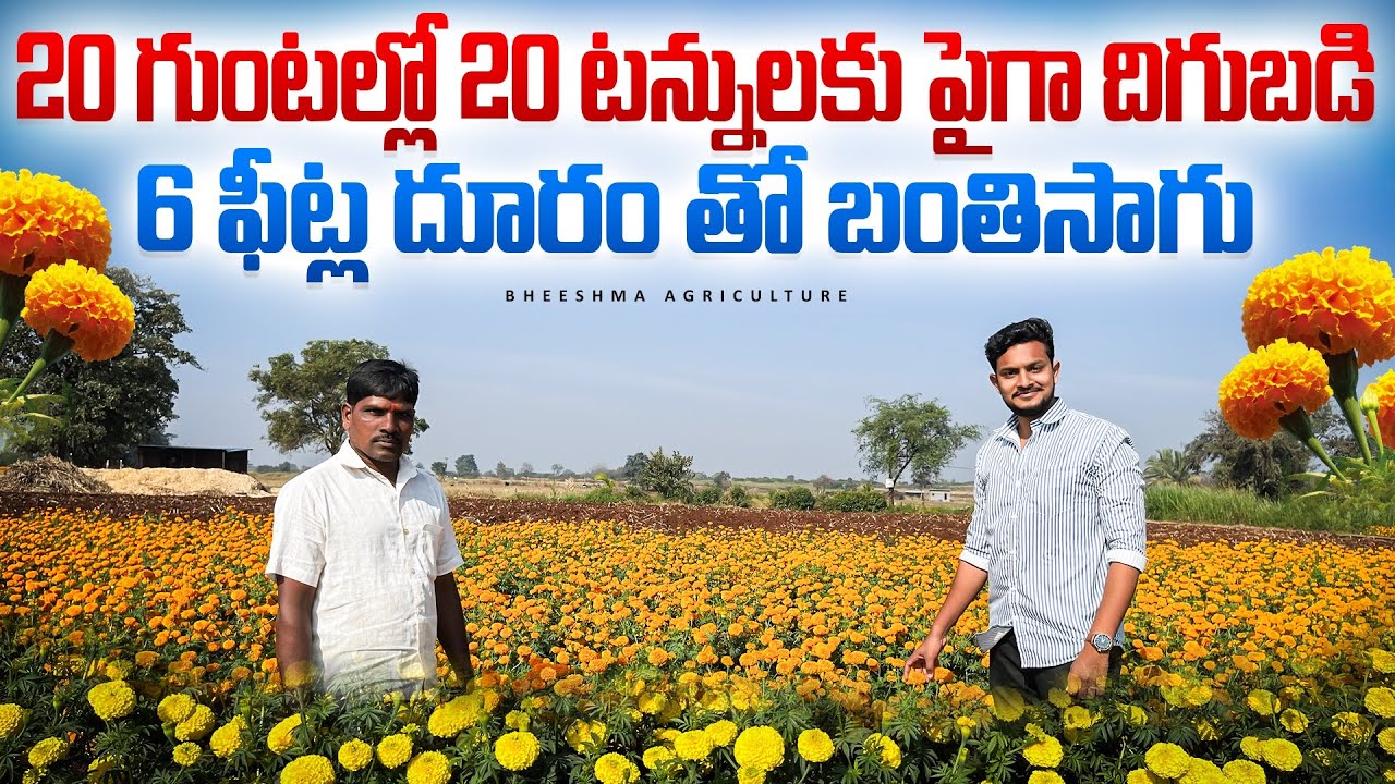 20 గుంటల్లో బంతి సాగు లాభాలు | 6 ఫీట్ స్పేసింగ్‌తో 20+ టన్నుల దిగుబడి | Marigold Farming Telugu