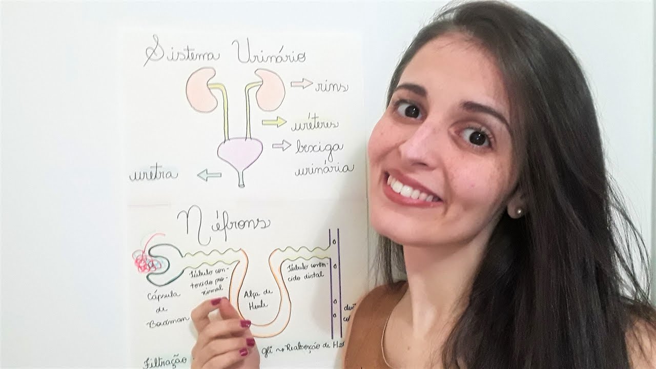 O Sistema Urinário