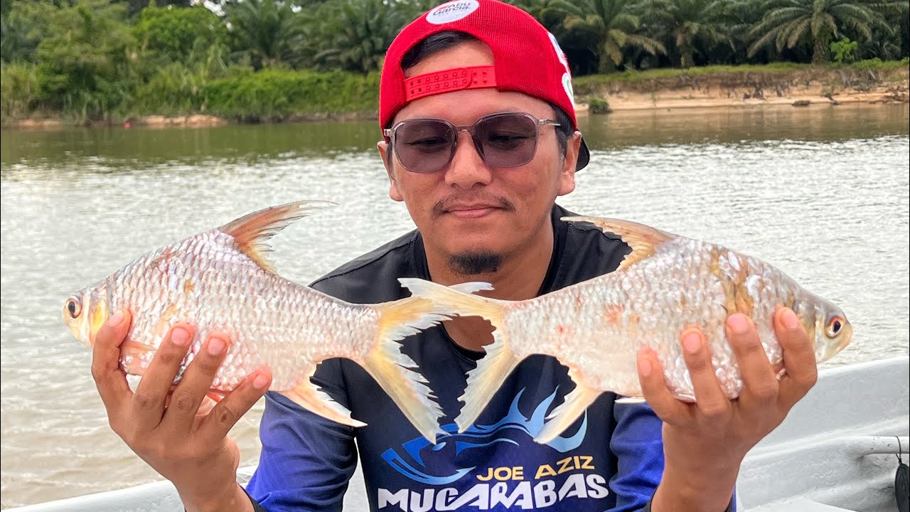MEMBURU SEPISES IKAN TENGALAN DI SUNGAI BOTA KIRI PERAK..