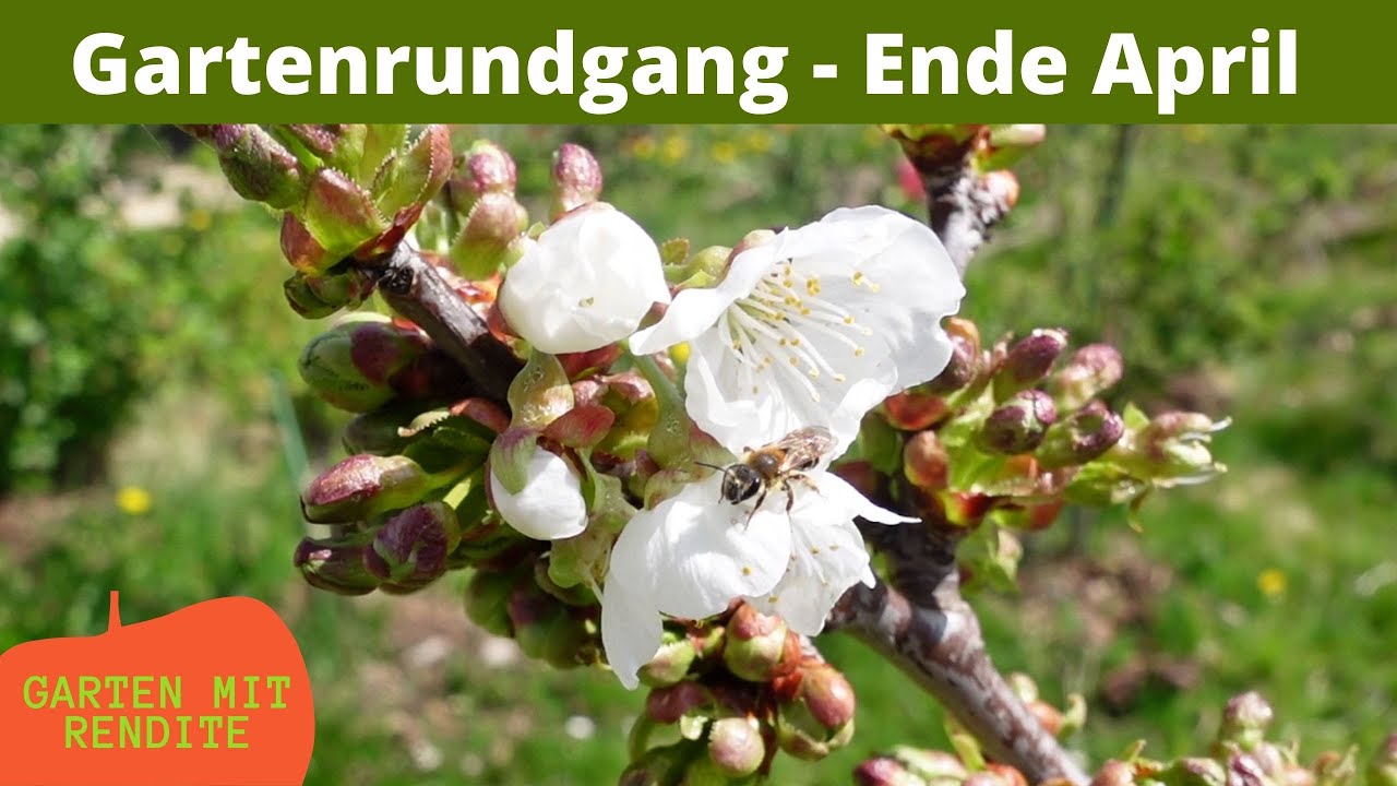 Gartenrundgang Ende April | Obstb&auml;ume und Fr&uuml;hbl&uuml;her | Indianerbanane | Minikiwi