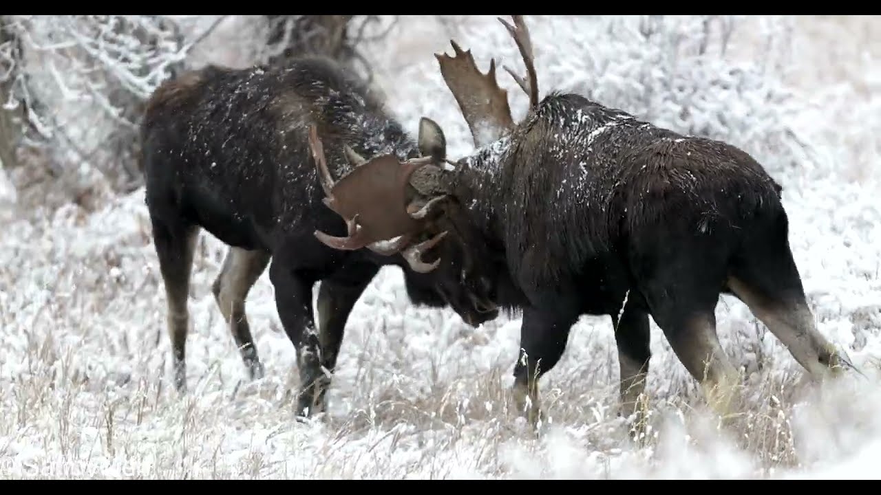 BULL MOOSE FIGHT in the snow 4K with live sound 