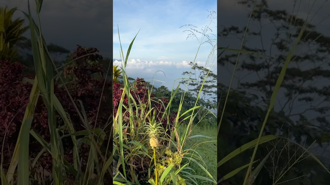 Suara jangkrik menemani pagi hari - Part 4 