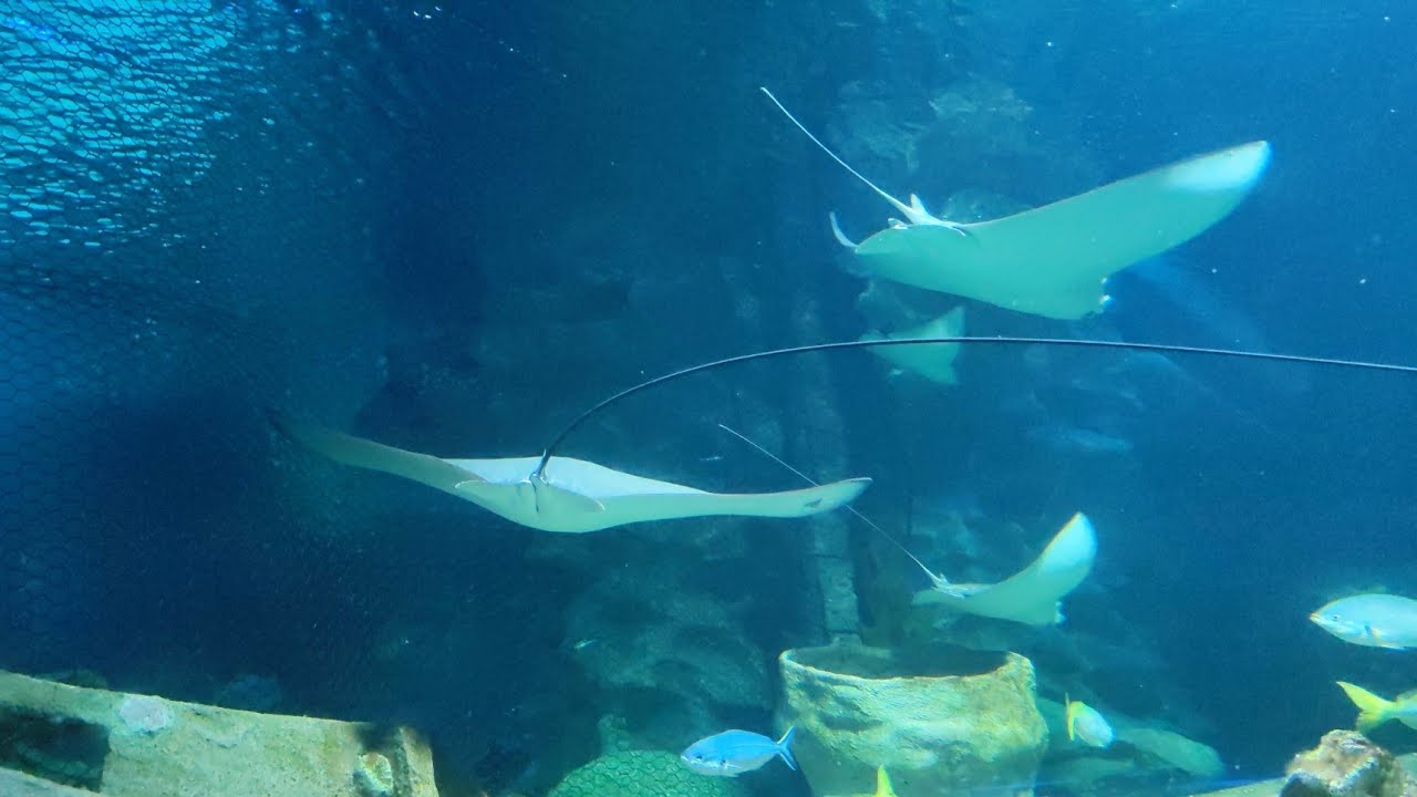 Aquaria KLCC | Best under water Aquarium | Kuala Lumpur | Malaysia 