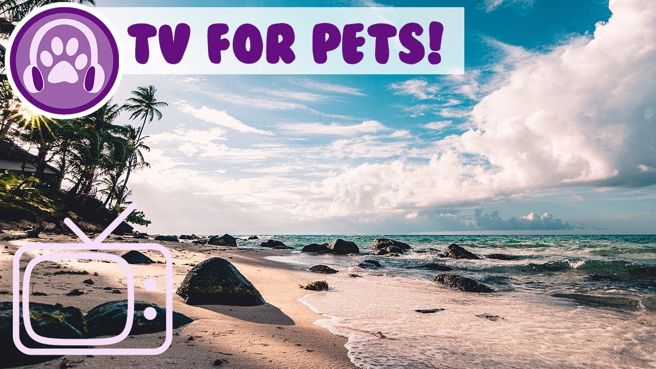 TV for Pets! Entertain Your Cat, Dog Parrot, Hamster with this Fun TV!
