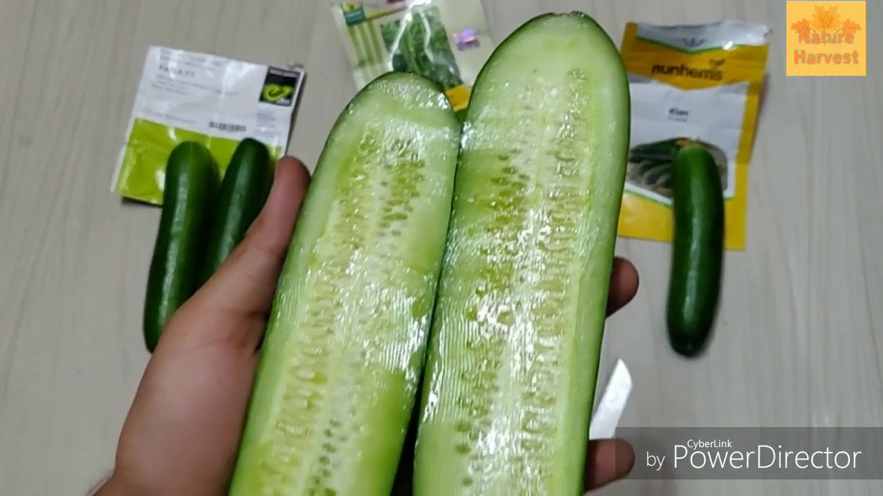 Polyhouse Cucumber Product Quality Comparison | Summer Update