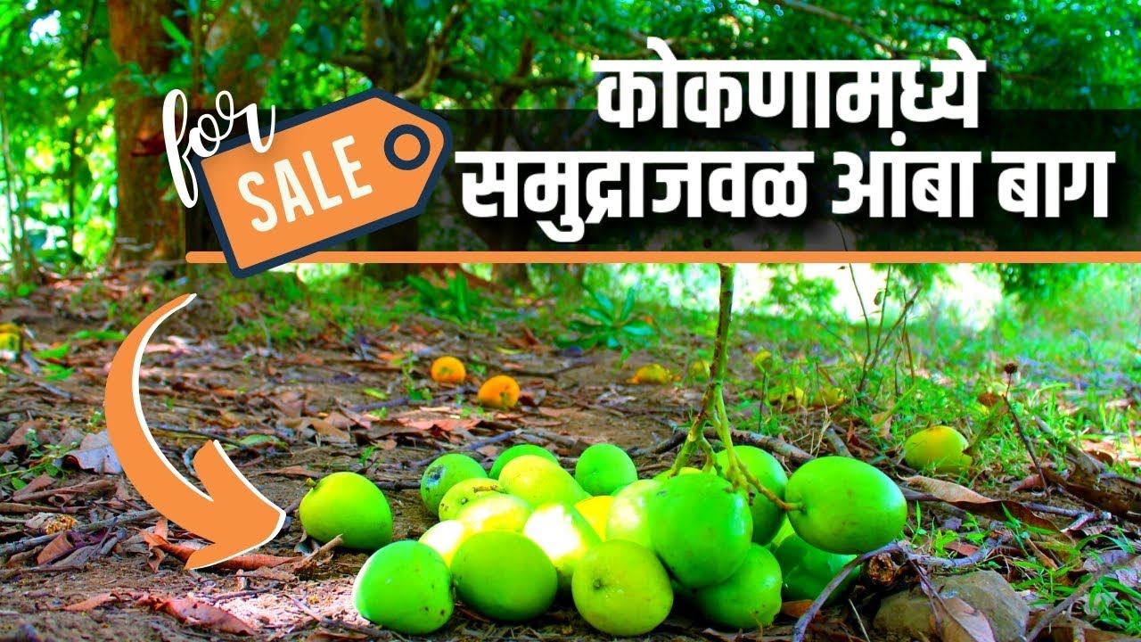 कोकणात समुद्राजवळ आंबा नारळ बाग विकणे आहे !