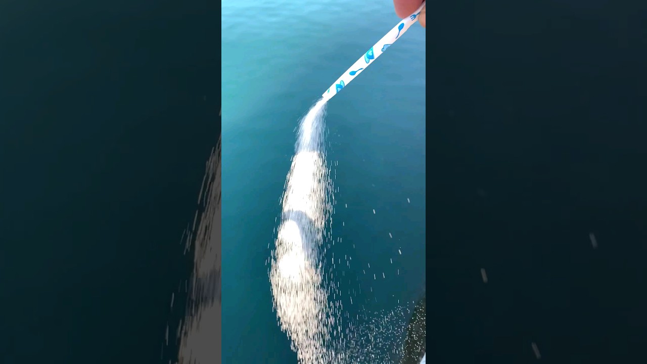 海に砂糖を流したら大変なことに