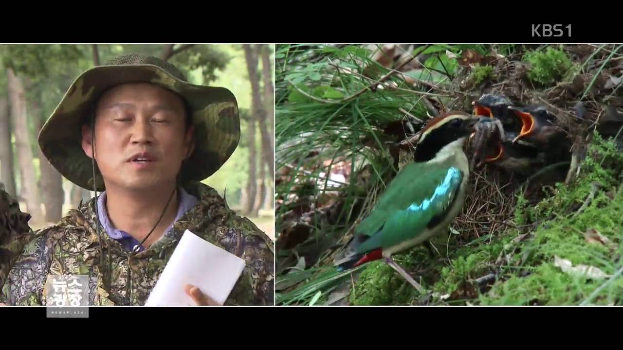 희귀새 팔색조 울산서 &lsquo;포착&rsquo;