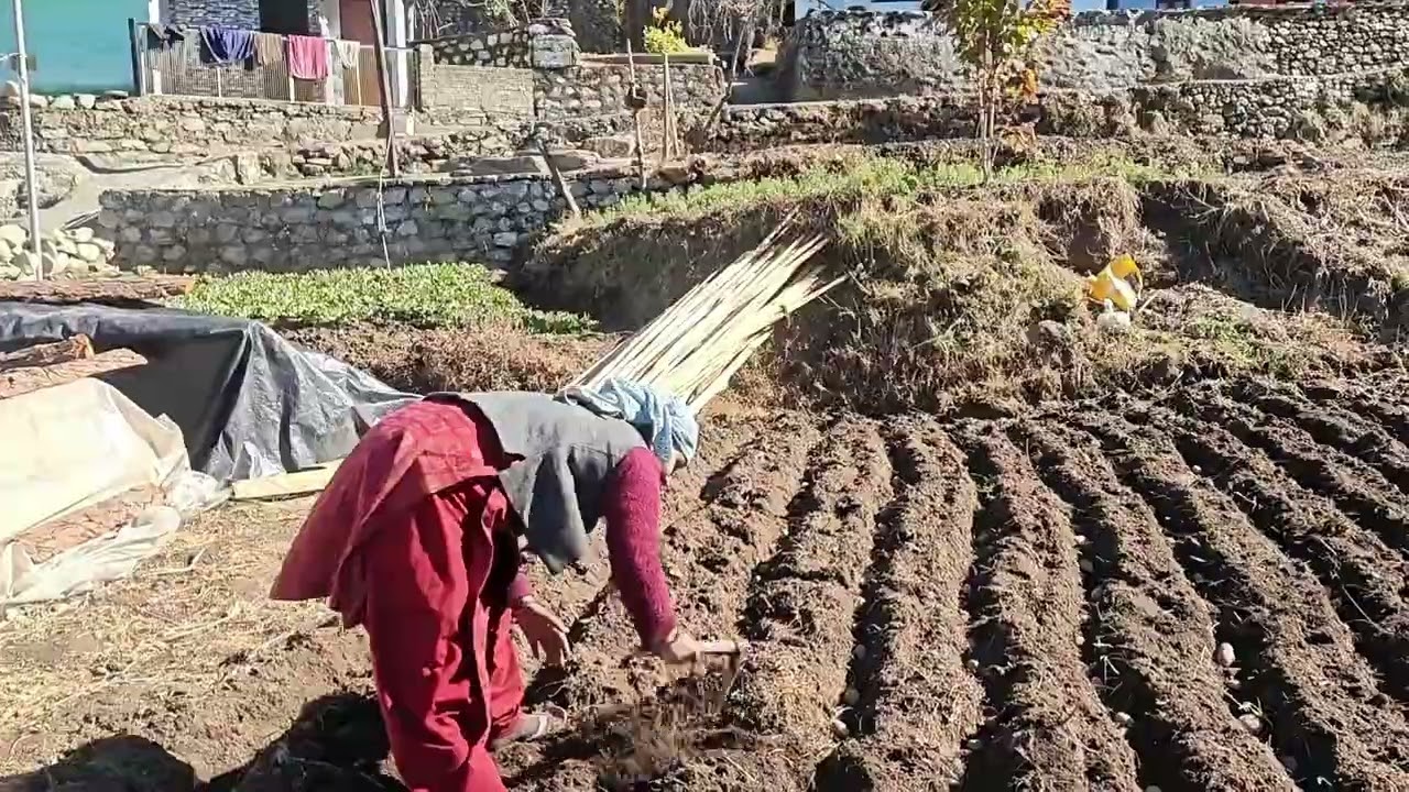 आज मेने  ससुराल में पहली बार आलू लगाये हैं 😱