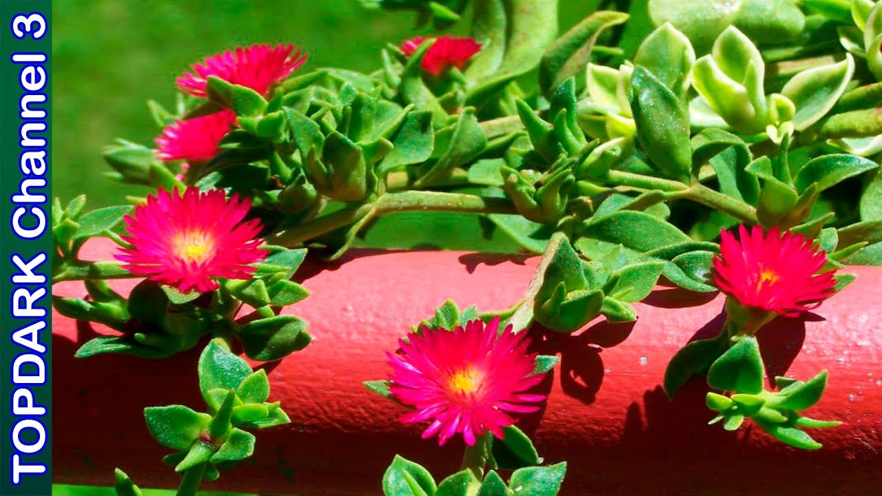 10 Plantas rastreras increíblemente hermosas