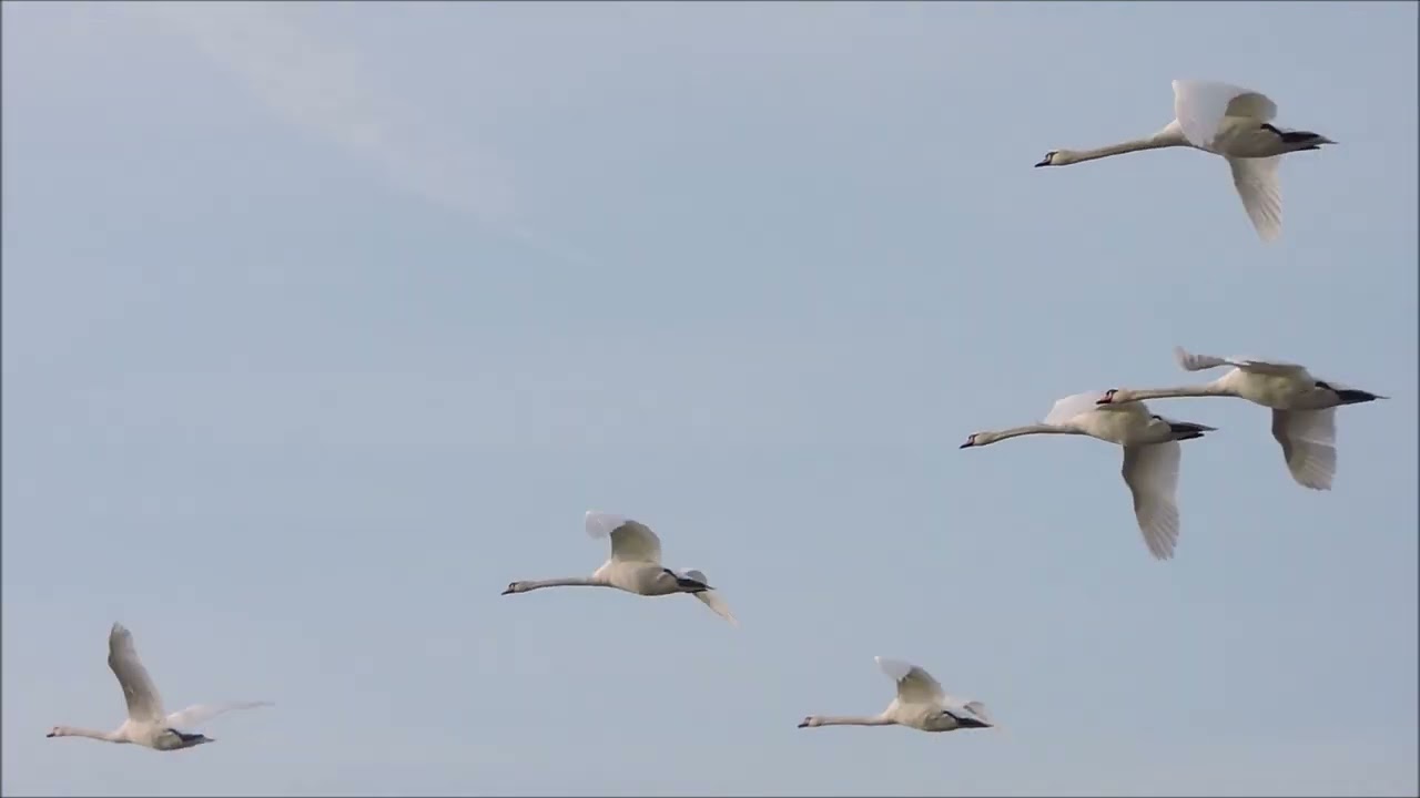 Cigni in volo - Flying swans