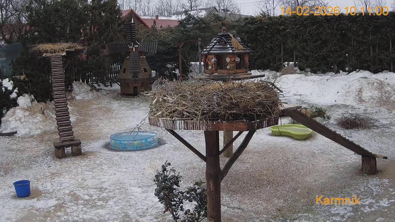 Gniazdo Bocianie pod Sokółką - na żywo.