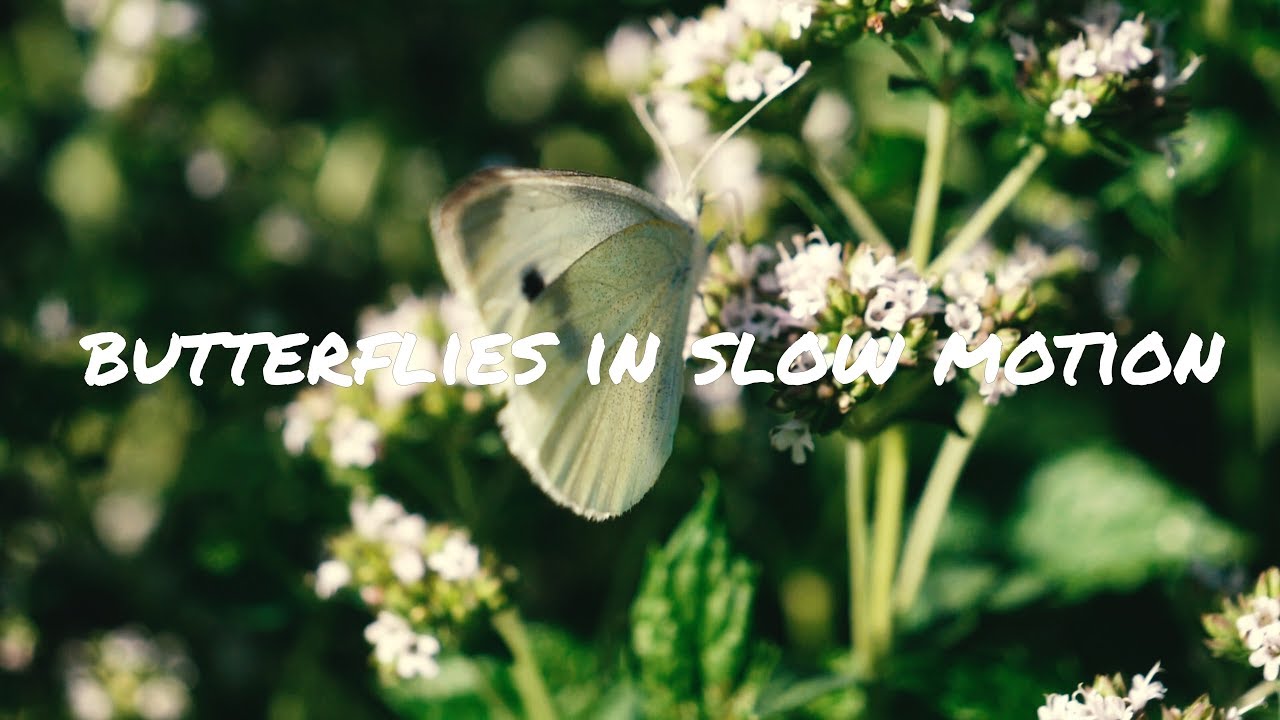 Butterflies flying in Ultra Slow Motion