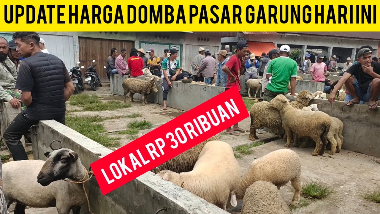 30 TYSIĘCY OWIEC NA TARGU GARUNG W WONOSOBO//MOŻLIWOŚĆ WYSYŁKI NA CAŁY TEREN JAWY, DARMOWA WYSYŁKA