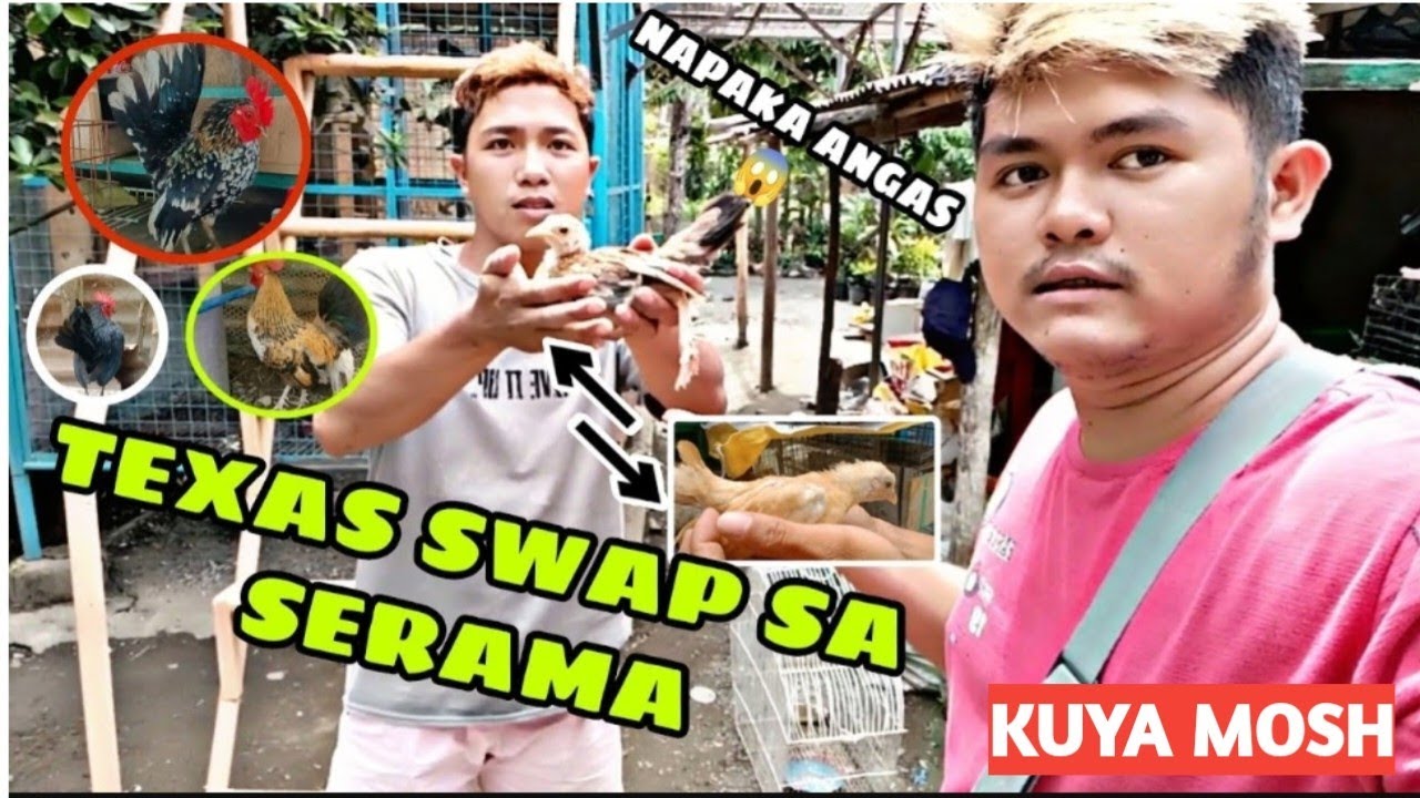 SWAP SA PURONG TEXAS  AT  PURONG SERAMA NI HOMING PIGEON TV 😱 RE UPLOAD JAN 2025  KUYA MOSH VLOGS