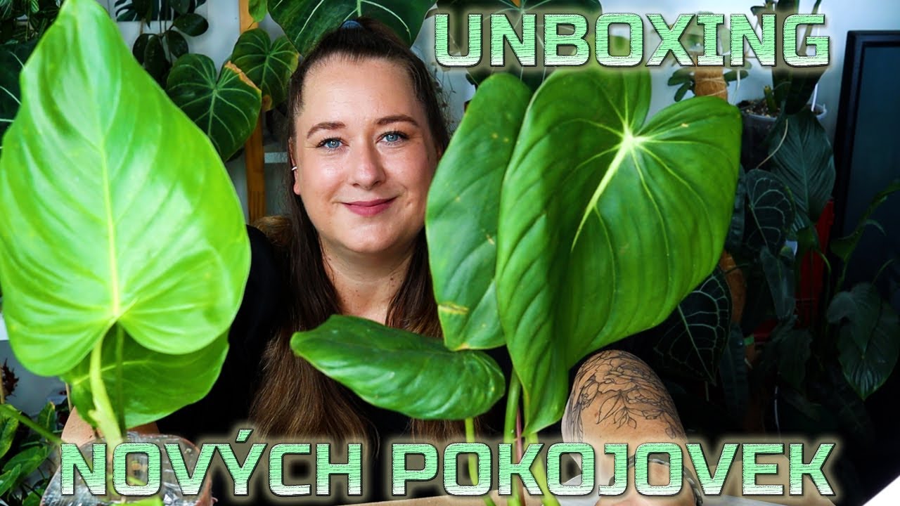 Pokojovky rozbalovačka. Zase nové přírůstky.