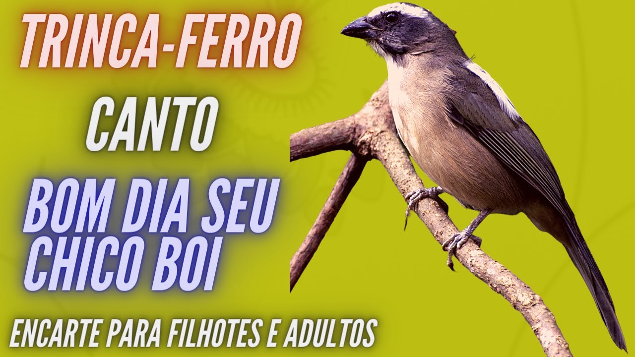 TRINCA-FERRO / CANTO BOM DIA SEU CHICO BOI / ENCARTE PARA FILHOTES E ADULTOS...