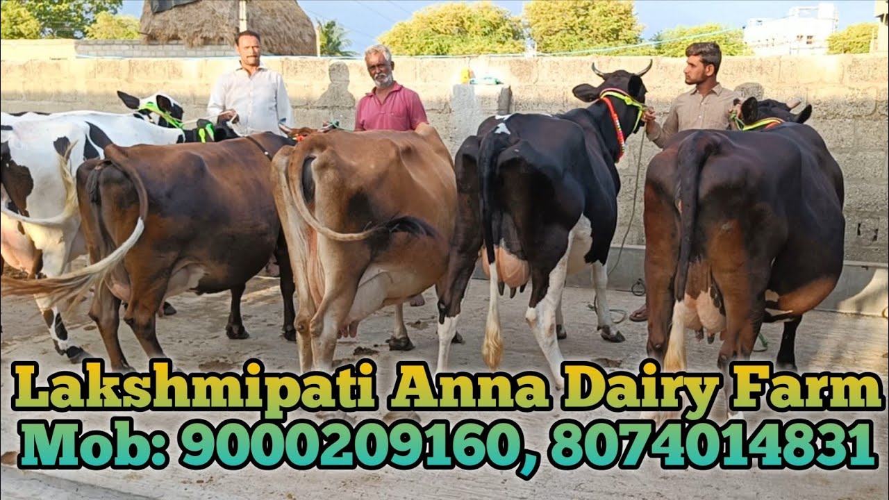 Lakshmipati Anna Dairy Farm Kothaindlu, Punganur Mob:9000209160, 8074014831