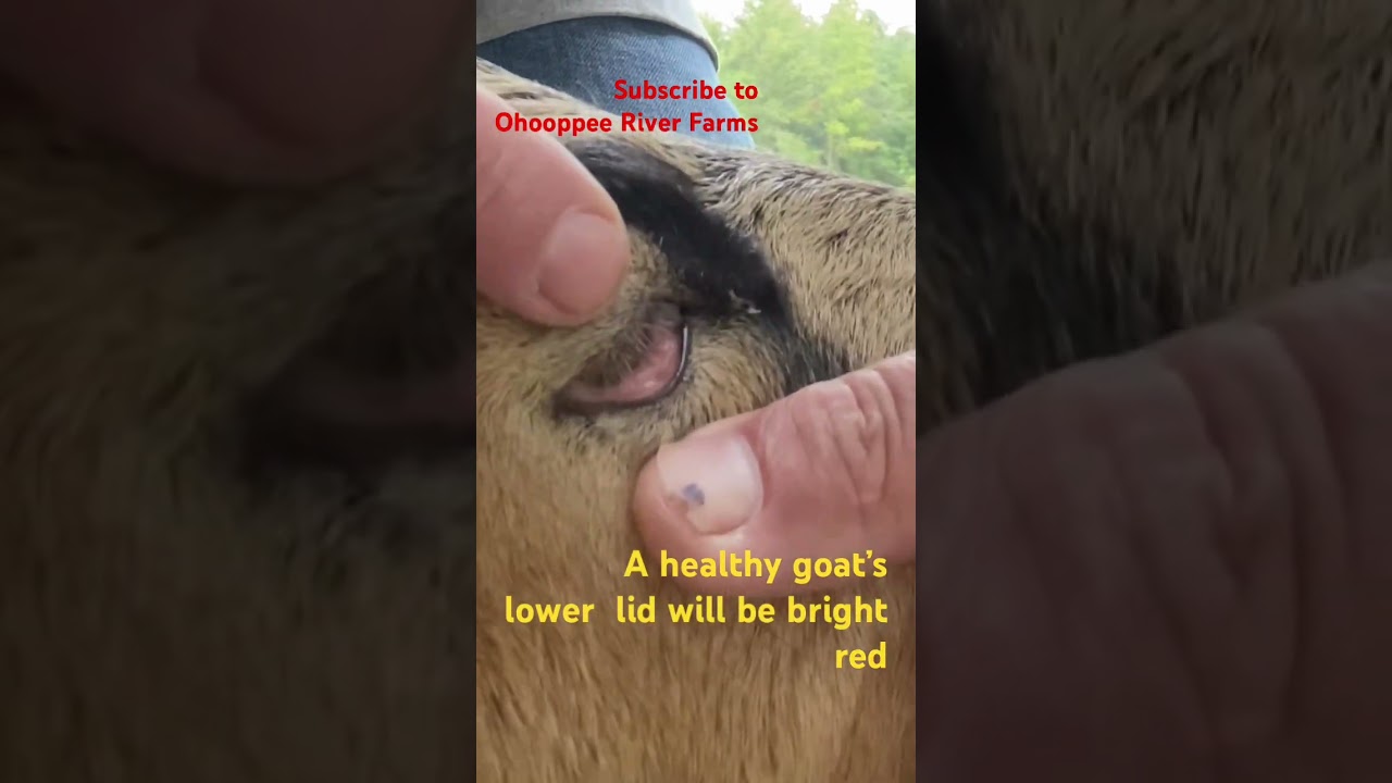 How to check goats for worms