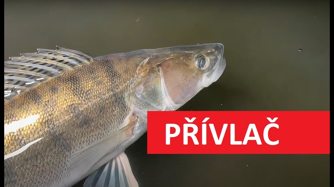 Candát na přívlač: Jak na candáta na podzim?