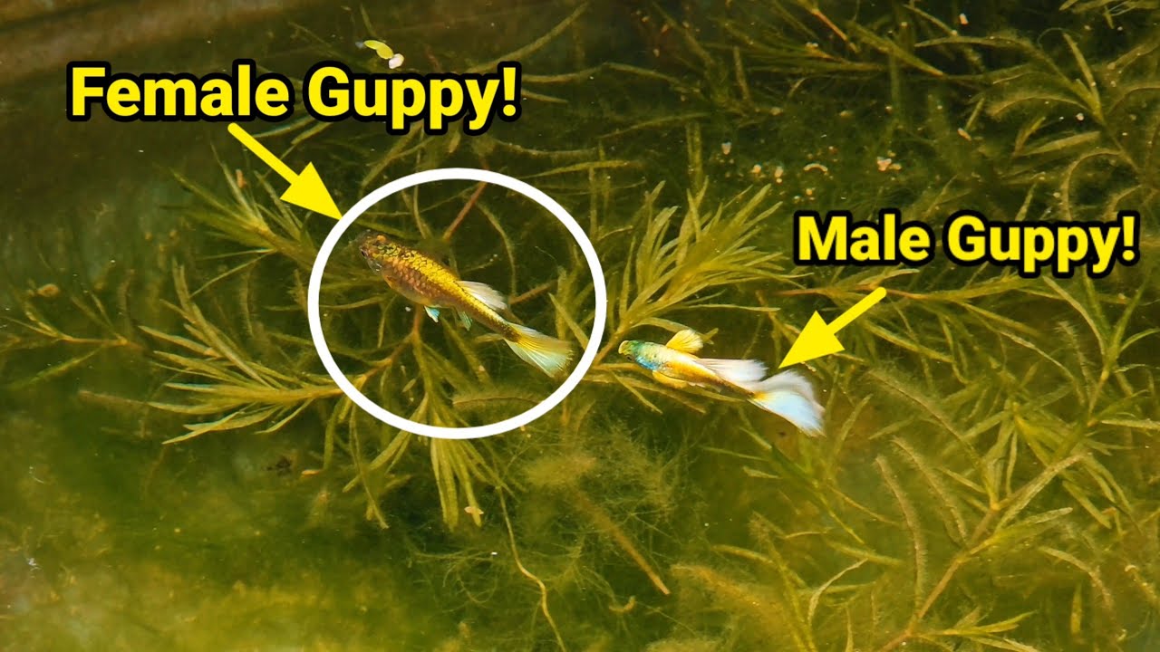 DO NOT IGNORE THIS SIGNS If You have A Pregnant Guppy!!