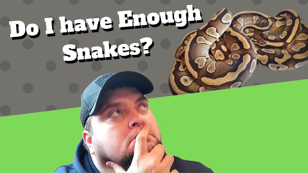 Do I Own Enough Snakes to Justify Breeding Rats?