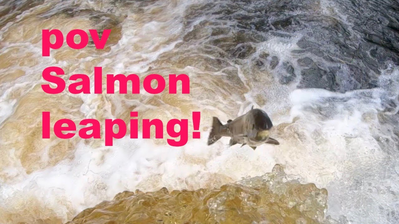 POV salmon Leaping!
