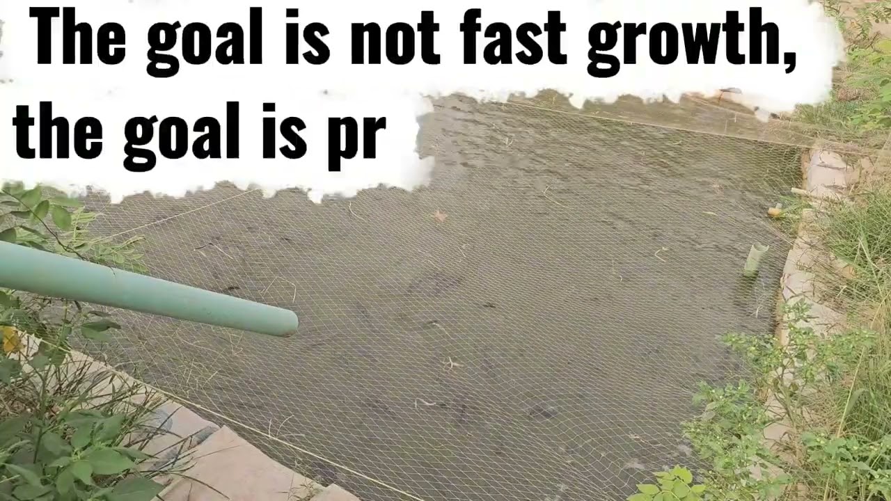 Why Patience Makes You More Profit in Catfish Farming | Farm2Dry