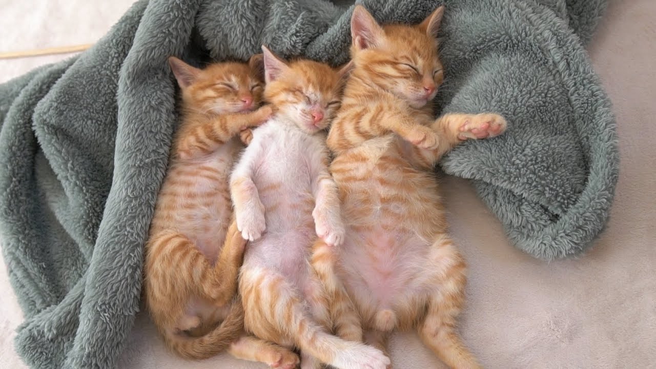 へそ天で気持ちよさそうにお昼寝する子猫たち