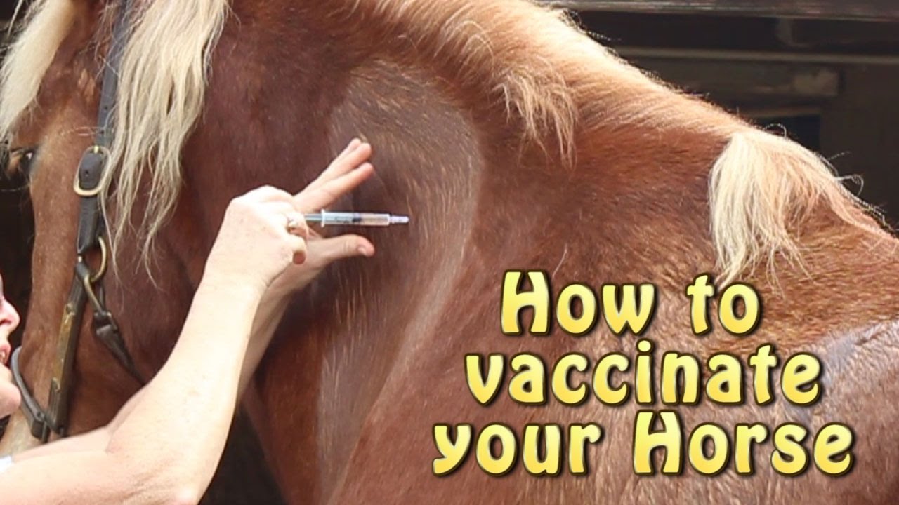How to Vaccinate your horse - West Nile Virus