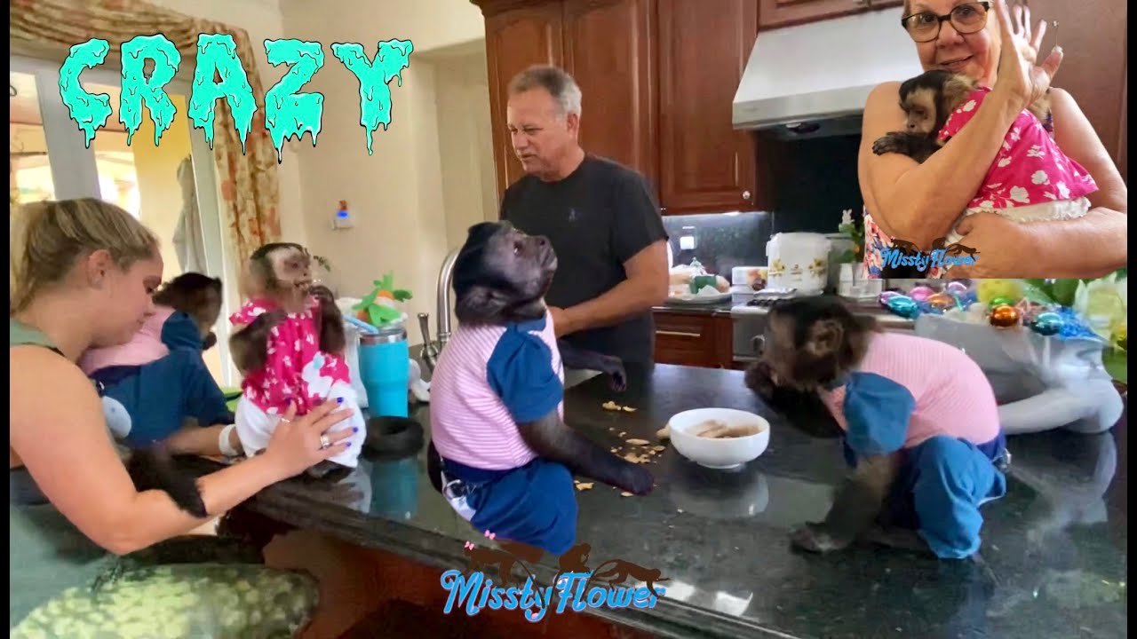 MONKEYS IN THE HOUSE, STARTED OFF GOOD AND ENDED CRAZY 🙈🙈😂 FUN ENDING DON'T MISS IT! 🙈🙈🙈😂😂😂😂😂❤️❤️❤️