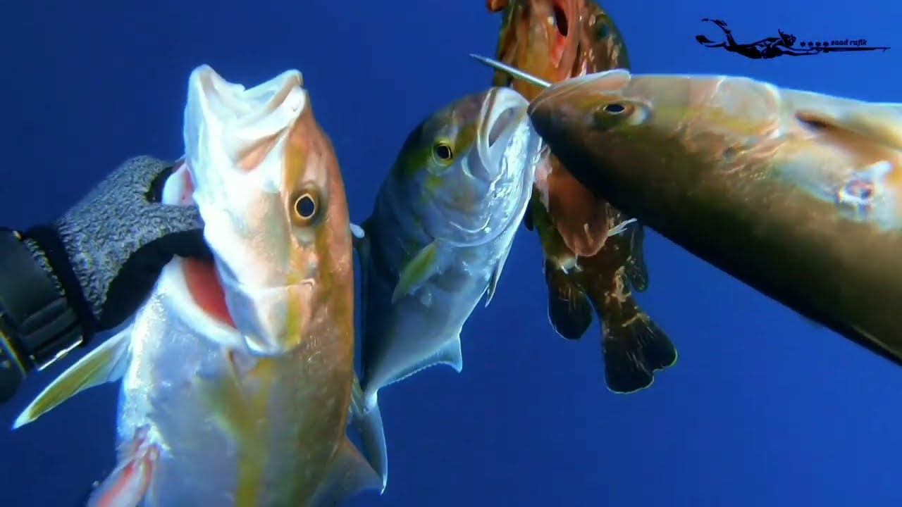 صيد سمك الليمو lemon seriol..chasse sous-marine algerie. .
